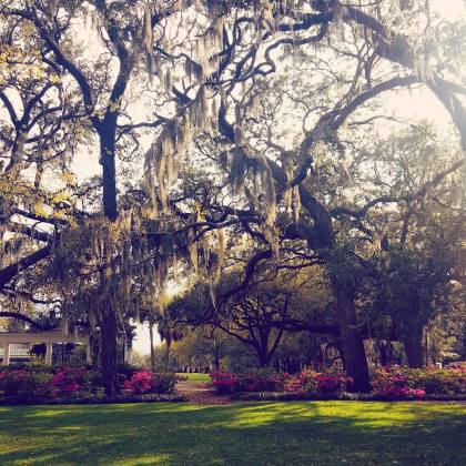 Heaven must be drenched in Spanish Moss!